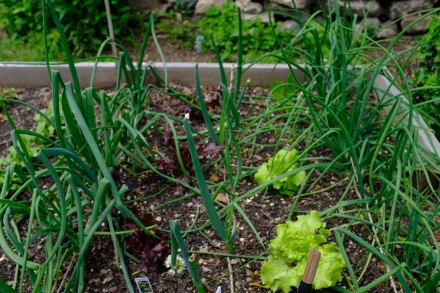 Onions and lettuces